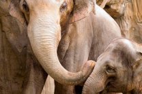 Суматранские слоны могут исчезнуть через 30 лет