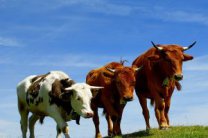 Украина запретила импорт скота из пяти стран Евросоюзa