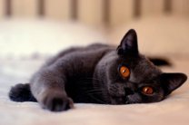 Кошки могут распространять шизофрению