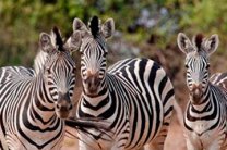 Ученые объяснили, почему зебра полосатая