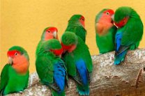 Влюбленный ковельчанин украл три десятка попугаев для своей девушки