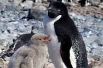 Перепись из космоса удвоила число императорских пингвинов в Антарктике