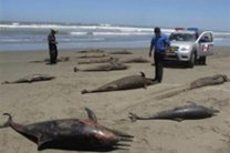 На севере Перу погибло почти 900 дельфинов