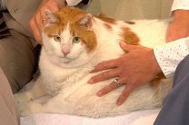 В США скончался самый толстый кот