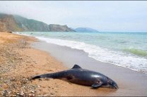 В Крыму создали комиссию по расследованию массовой гибели дельфинов