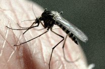 Маленькая масса помогает комарам избегать смерти от удара капель дождя