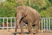 В Киевский зоопарк доставили азиатского слона по кличке Харос