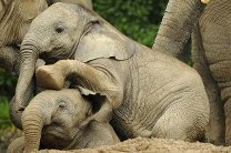 Обреченные на гибель в Африке слоны прибыли в Мексику