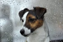 В Израиле соберут банк ДНК собак, чтобы штрафовать хозяев за нечистоты