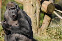 Земля горилл в центральной Африке стала всемирным наследием ЮНЕСКО
