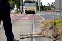 Американская полиция перекрыла дорогу, чтобы поймать кенгуру-беглеца