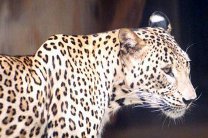 Переднеазиатских леопардов выпустят в заповедный лес Кавказа