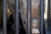 Выращенные в Британии черные носороги доставлены в заповедник Танзании