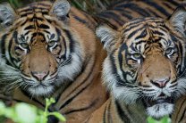Тигров на Суматре оказалось в 1,5 раза больше, чем считалось ранее