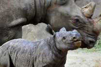 Браконьеры уничтожили с начала года 262 носорога в Южной Африке - WWF