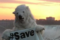 Гринпис меньше чем за месяц собрал миллион подписей в защиту Арктики