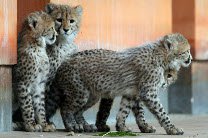 Детенышам гепарда в зоопарке Вашингтона дали имена лучших бегунов США 
