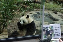 Тысячи японцев пришли посмотреть на детеныша большой панды