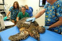 Ветеринары США пытаются спасти самку редчайшей черепахи