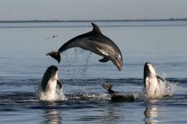 Более 20 черных дельфинов выбросились на берег в США