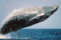 Ученые летом наблюдали около 60 горбатых китов у Командорских островов