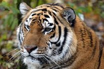 Непальские тигры стали ночными животными из-за людей, считают ученые