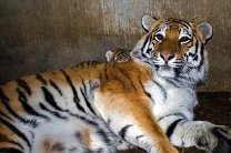 Более 30 амурских тигров ежегодно гибнут в Приморье от рук браконьеров