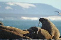 Спутник увидел лежбище 400 моржей на островах в Баренцевом море