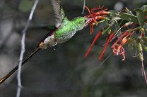 Полет "задним ходом" не увеличивает расход энергии у колибри - ученые