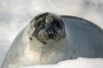 ������������ �������� �������� �� ������ ������� ����� �� �������