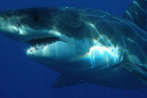 Политики Австралии получили антипремию за разрешение на отстрел акул