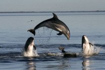 "Зеленые" призывают власти Новой Зеландии защитить дельфинов Мауи