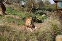 Популяция львов в Африке сократилась за полвека почти в 13 раз 