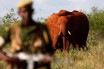 Браконьеры убили 11 слонов в кенийском национальном парке