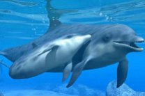 Мертвые дельфины вновь обнаружены на побережье в Перу