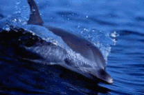 Ученые впервые наблюдали, как дельфины спасают погибающего сородича