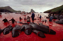 Жители Соломоновых островов за неделю убили более тысячи дельфинов