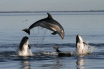 Дельфин помог экологам спасти стаю своих сородичей в Австралии
