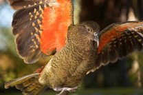 Попугай из Новой Зеландии ограбил туриста