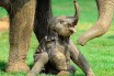 Слоненок родился в пражском зоопарке