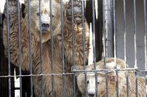 Киевскому зоопарку не хватает денег, животные ютятся в маленьких клетках 