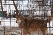 Осиротевшего волка из кафе поселят в киевский зоопарк