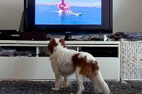 Для скучающих собак создали собственный телеканал