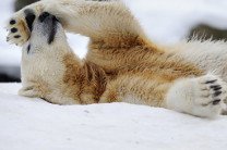 Цены на шкуры белых медведей на черном рынке в РФ достигли максимума
