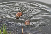 Экологи установили мосты для редких водяных крыс между каналами Англии