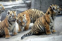 Популяция тигров в Индии выросла за 40 лет более чем в пять раз
