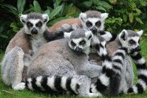 Киевский зоопарк выложит в Интернет список больных и старых животных 
