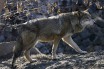 В Киевском зоопарке волчица напала на смотрительницу