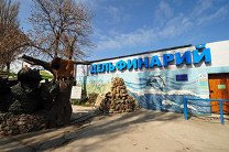 В Севастополе неизвестные захватили дельфинарий 