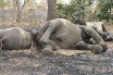 Защитники животных опасаются убийства слонов в ЦАР